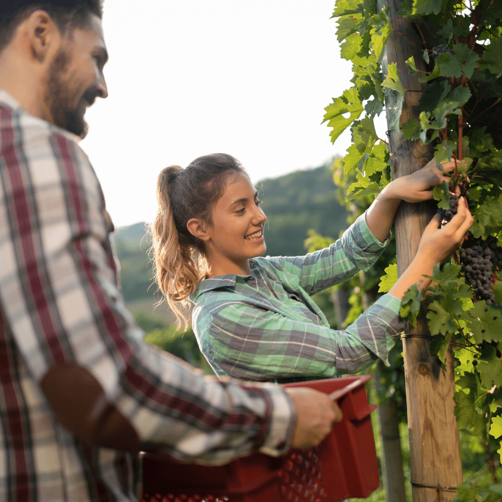 Photo d'un jeune homme et d'une jeune femme vignerons entrain de cueillir les raisins rouges dans la vigne