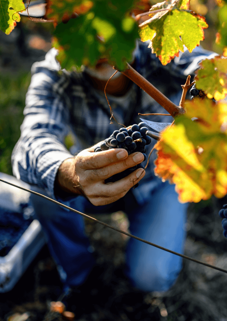 Zoom sur les mains de travail d'un vigneron entrain de cueillir du raisin rouge dans sa vigne